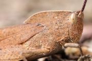 Gumleaf Grasshopper (Goniaea australasiae)